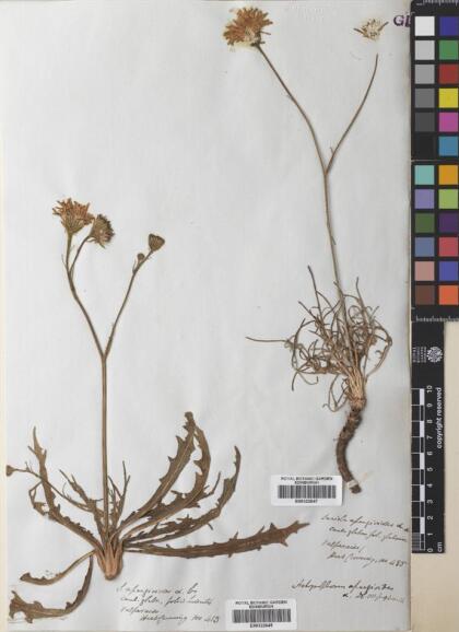 Hypochaeris apargioides [Espécimen: ]