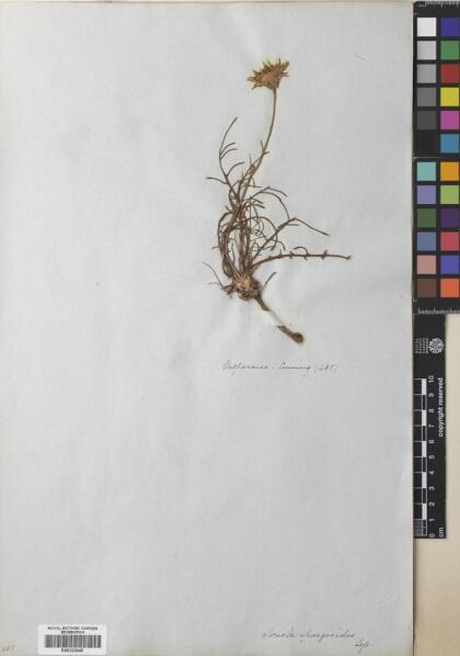 Hypochaeris apargioides [Espécimen: ]