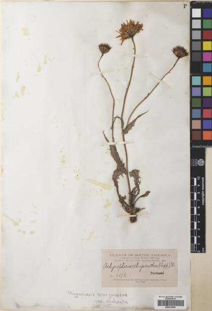 Hypochaeris scorzonerae [Espécimen: ]