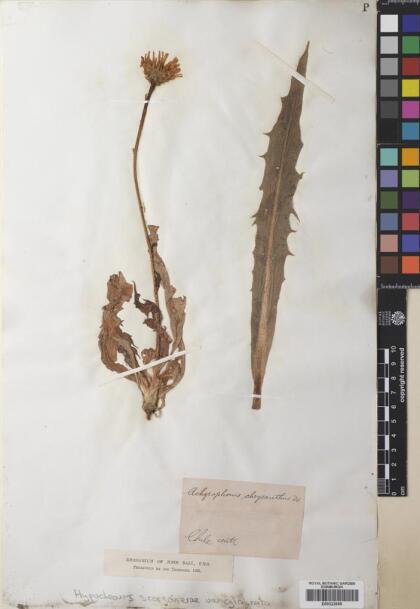Hypochaeris scorzonerae [Espécimen: ]