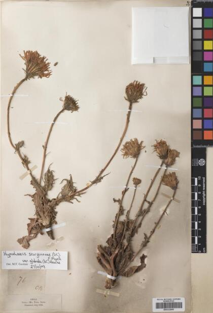 Hypochaeris scorzonerae [Espécimen: ]