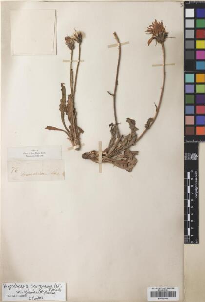 Hypochaeris scorzonerae [Espécimen: ]