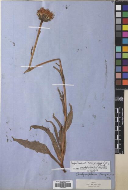 Hypochaeris scorzonerae [Espécimen: ]