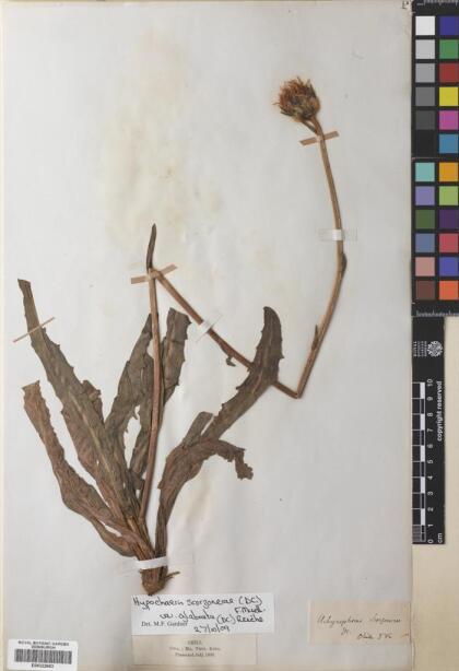 Hypochaeris scorzonerae [Espécimen: ]