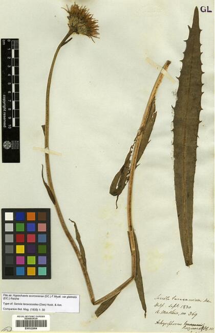 Hypochaeris scorzonerae [Espécimen: ]
