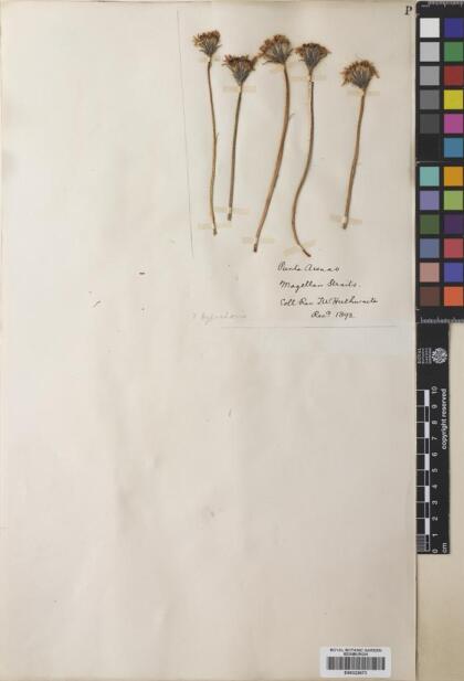 Hypochaeris incana [Espécimen: ]