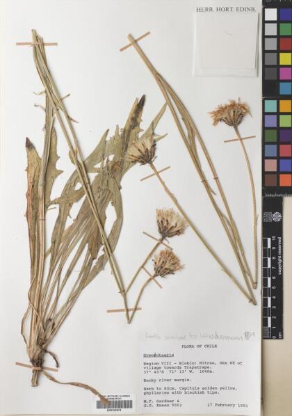 Hypochaeris gayana [Espécimen: ]