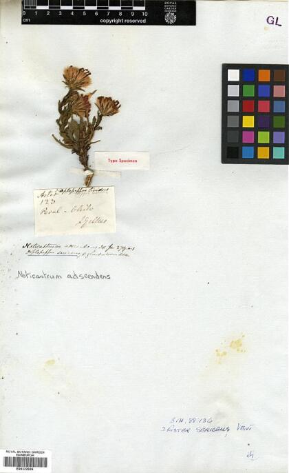 Noticastrum adscendens [Espécimen: ]