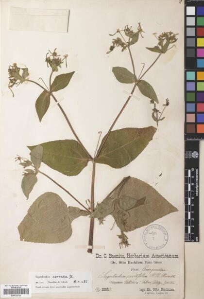 Sigesbeckia jorullensis [Espécimen: ]