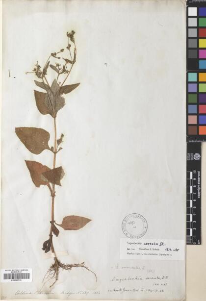 Sigesbeckia jorullensis [Espécimen: ]