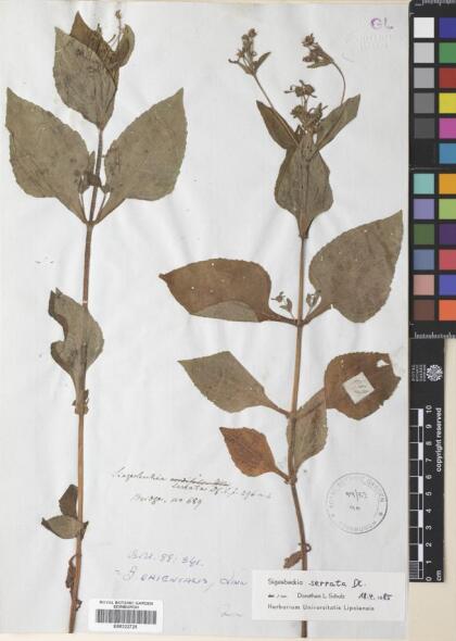Sigesbeckia jorullensis [Espécimen: ]