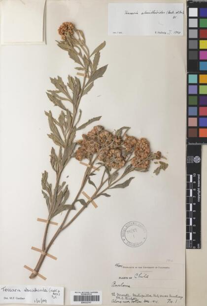 Tessaria absinthioides [Espécimen: ]