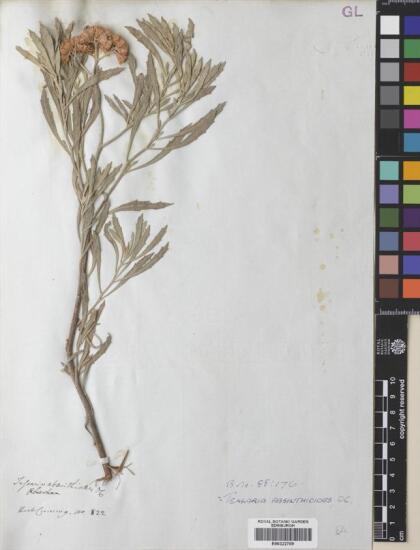 Tessaria absinthioides [Espécimen: ]