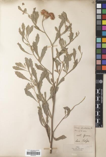 Tessaria absinthioides [Espécimen: ]