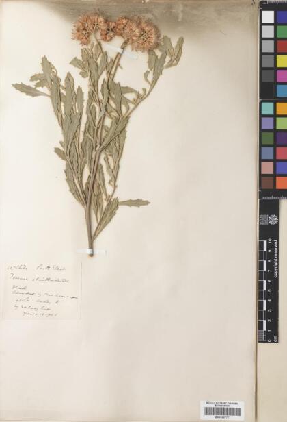 Tessaria absinthioides [Espécimen: ]