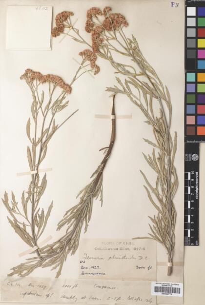 Tessaria absinthioides [Espécimen: ]