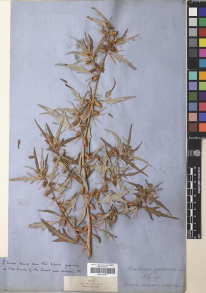 Xanthium spinosum [Espécimen: ]