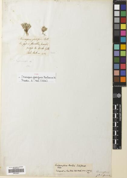 Psilocarphus tenellus var. globifer [Espécimen: ]