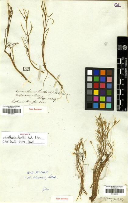 Lasthenia kunthii [Espécimen: ]