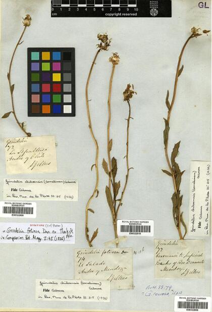 Grindelia chiloensis [Espécimen: ]