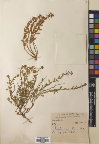 Pombalia parviflora [Espécimen: ]