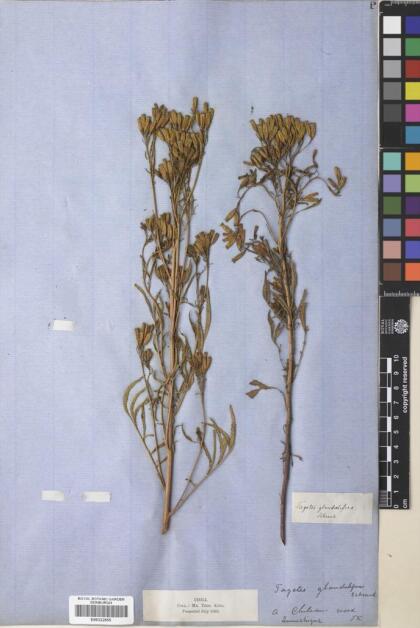 Tagetes minuta [Espécimen: ]