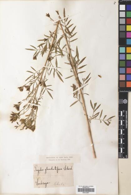 Tagetes minuta [Espécimen: ]