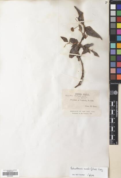 Podanthus ovatifolius [Espécimen: ]