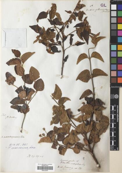 Podanthus ovatifolius [Espécimen: ]