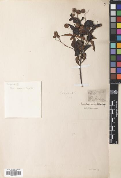 Podanthus ovatifolius [Espécimen: ]
