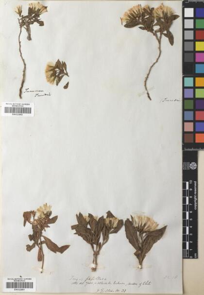 Trixis cacalioides [Espécimen: ]