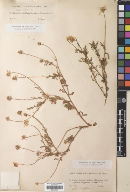 Anthemis cotula [Espécimen: ]