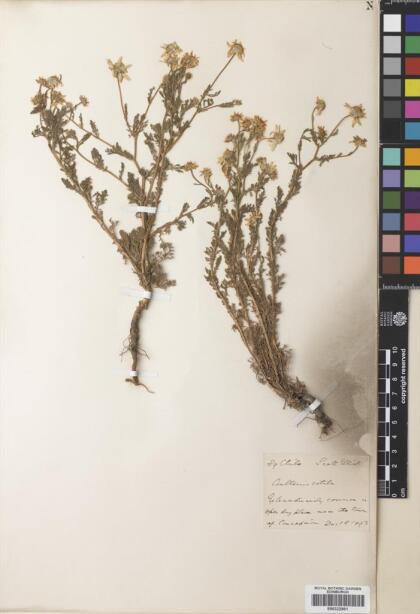 Anthemis cotula [Espécimen: ]