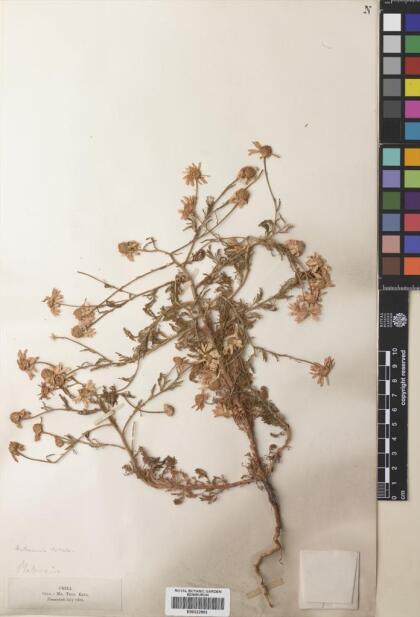 Anthemis cotula [Espécimen: ]
