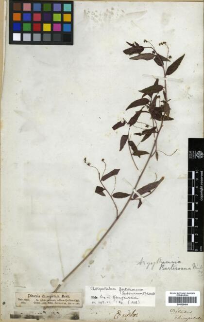 Chiropetalum berterianum var. berterianum [Espécimen: ]