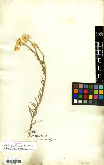 Anaphalis chilensis [Espécimen: ]