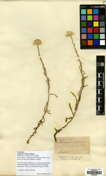 Anaphalis chilensis [Espécimen: ]