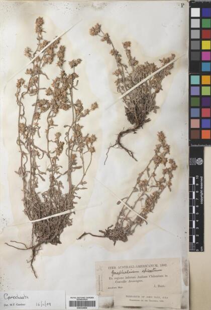 Gamochaeta serpyllifolia [Espécimen: ]