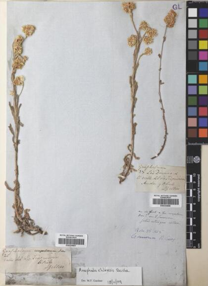 Anaphalis chilensis [Espécimen: ]
