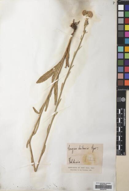 Conyza primulifolia [Espécimen: ]