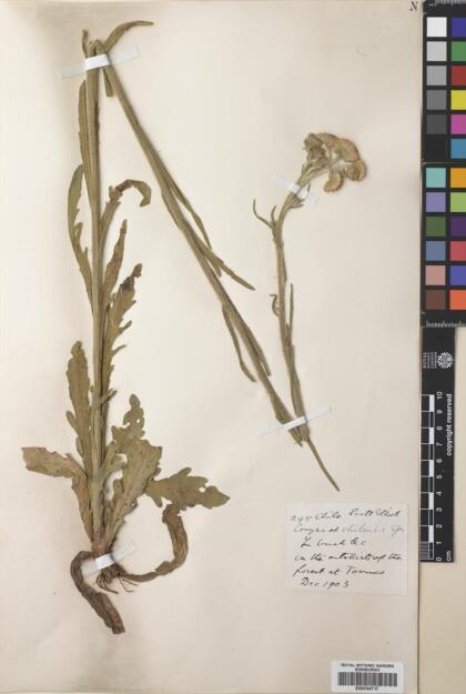 Conyza primulifolia [Espécimen: ]