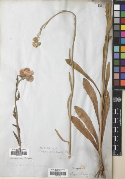 Conyza primulifolia [Espécimen: ]