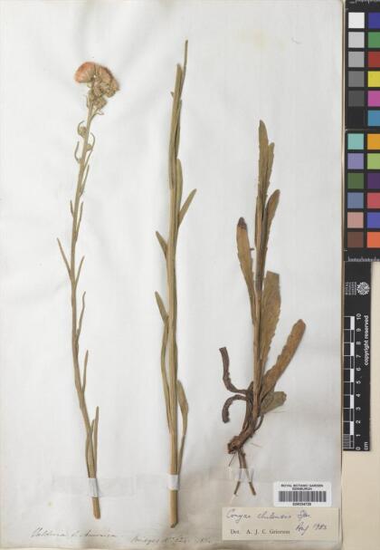 Conyza primulifolia [Espécimen: ]