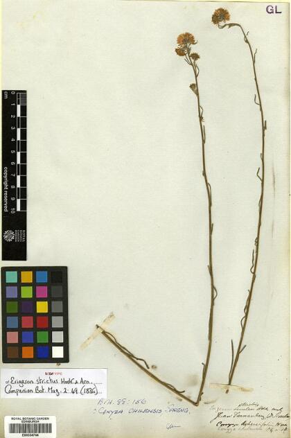 Conyza primulifolia [Espécimen: ]