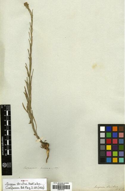 Conyza primulifolia [Espécimen: ]