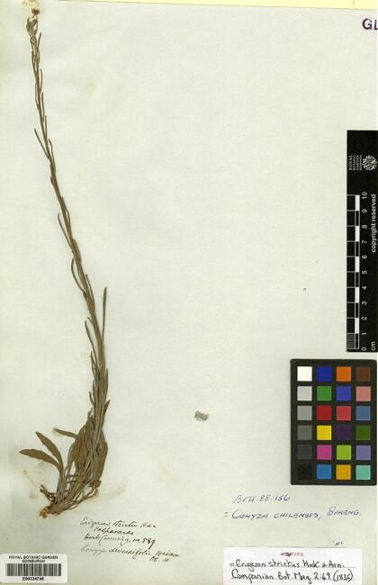 Conyza primulifolia [Espécimen: ]