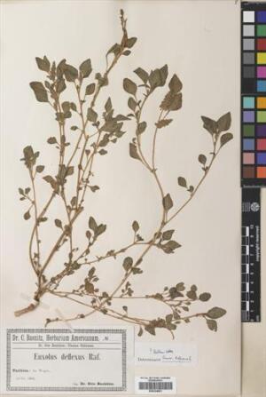 Amaranthus deflexus [Espécimen: ]