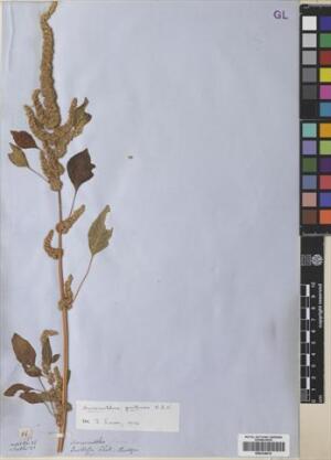 Amaranthus hybridus [Espécimen: ]