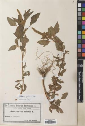 Amaranthus hybridus [Espécimen: ]