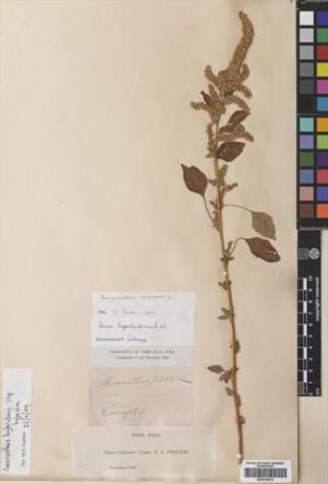 Amaranthus hybridus [Espécimen: ]
